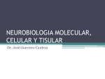 neurobiologia molecular, celular y tisular