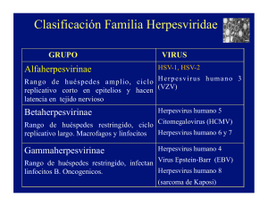 Clasificación Familia Herpesviridae