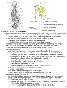 10 nervio craneal X = nervio vago