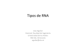 Tipos de RNA
