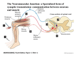 The Neuromuscular Junction: a Specialized form of synaptic