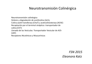 Neurotransmisión Colinérgica