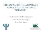 ORGANIZACIÓN FUNCIONAL DEL SISTEMA NERVIOSO CENTRA