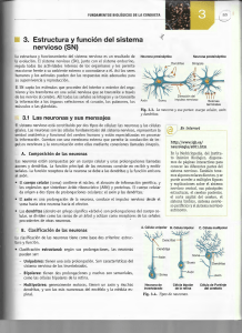 3. Estructura y función del sistema nervioso {SN)