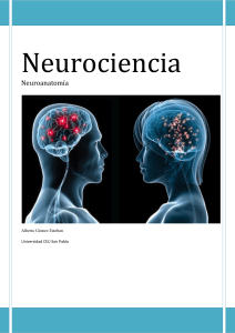 Neuroanatomía - Kimerius Difusión