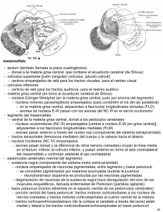 mesencéfalo - tectum (también llamada la placa cuadrigémina
