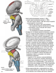 y tracto espinocerebelosa dorsal