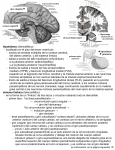 hipotálamo (diencefálico) - Anatomia y Embriologia