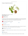 Fenogreco (Trigonella foenum graecum)