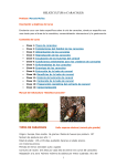 helicicultura (caracoles)