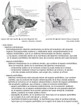espacio del oído medio (sección diagonal, del posición del oído
