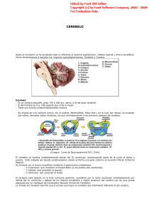 cerebelo - anatomia-ubb