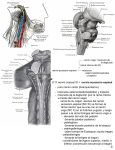11 nervio craneal XI = nervio accesorio espinal
