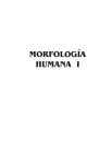 morfología humana i