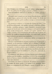 pian falanjes y se distinguen por el mismo á den numérico Las