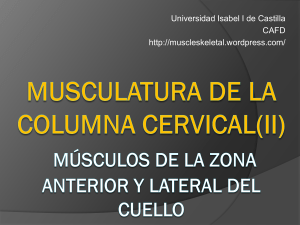 musculatura de la columna cervical