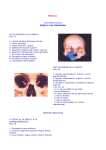 Medicina - Anatomía Ocular - Órbita y su Contenido