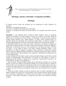 15. Las Meninges, Sistema Ventricular e Irrigación del Encéfalo.