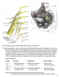 - nervio ciático (de los troncos/divisiones del plexo lumbosacro