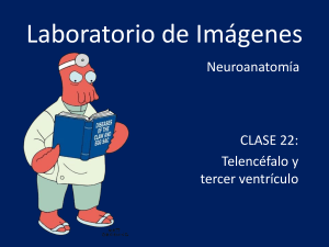 Clase 22 - Telencefalo y tercer ventriculo