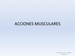 ACCIONES MUSCULARES