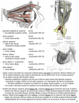 recto superior nervio - Anatomia y Embriologia