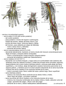 - nervios a la extremidad superior - nervio axilar (C