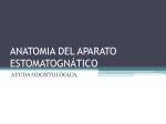 anatomia del aparato estomatognático. odontograma