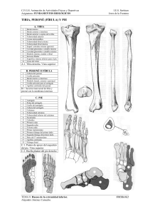 ficha huesos de la pierna 2