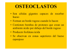 osteoclastos - Sistema Óseo