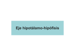 Transparencias de Endocrinología_2 (Hipófisis)