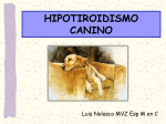 HIPOTIROIDISMO CANINO