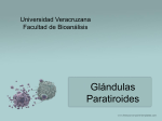 Glándulas Paratiroides