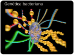 Genética bacteriana