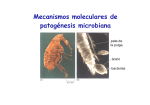 Mecanismos moleculares de patogénesis microbiana
