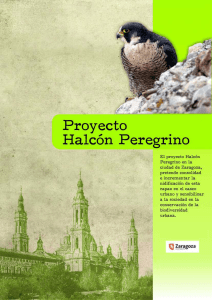 RSE medioambiente Halcón Peregrino