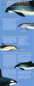 Salvando a las pequeñas ballenas, delfines y marsopas europeos