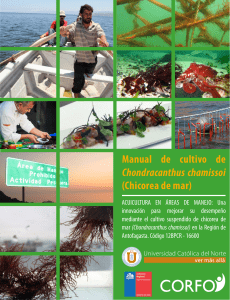 Manual de cultivo de Chondracanthus chamissoi (Chicorea de mar)