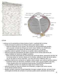 córnea - Anatomia y Embriologia