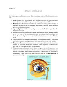 ÓRGANOS ANEXOS AL OJO Son órganos que contribuyen a