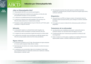 Infección por Chlamydophila felis