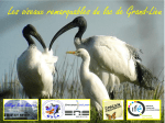 Les oiseaux remarquables du lac de Grand-Lieu