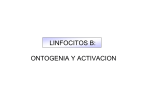I6. Ontogenia Linfocitos B