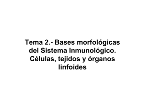 Tema 2.- Bases morfológicas del Sistema Inmunológico. Células
