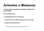 biología 2012 clases 6 Clasificación zoológica