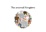 The animal Kingdom