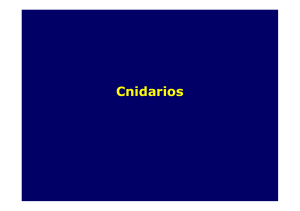Tema 8-Cnidarios