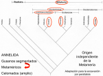 Teórica Annelida I