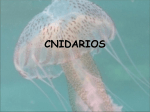 Cnidarios 1