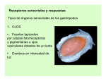 Receptores sensoriales y respuestas Tipos de órganos sensoriales